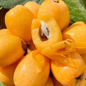 福建正宗云霄枇杷新鲜5斤水果当季整箱早钟琵琶果大五星批把果