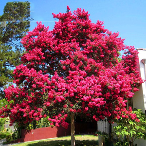 紫薇树苗四季开花盆栽花卉室外庭院四季红花紫薇树百日紫薇花树苗