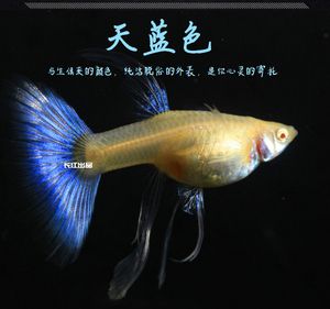 孔雀鱼天空蓝缎带