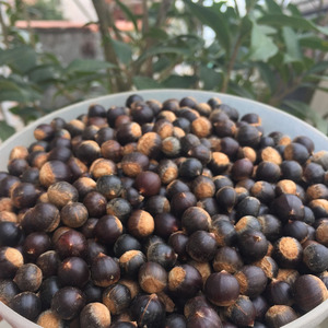 野果2斤米锥栗野生小板栗稀奇罕见零食坚果农家刺锥梨木锥子包邮