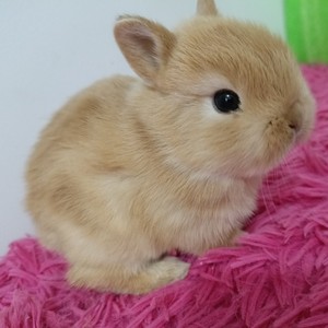 荷兰进口纯种双血统黄色侏儒兔茶杯兔小型宠物兔子活物长不大美国