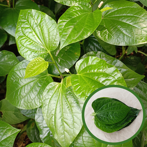 新鲜蛤蒌叶假蒌叶山蒌叶急捞炒田螺包粽子配料野生哈喽叶广西野菜