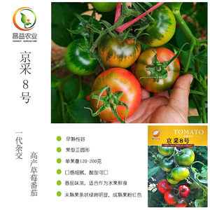 京彩8号草莓番茄种籽孑 北京现代农夫绿肩浓口感东北铁皮柿子种子