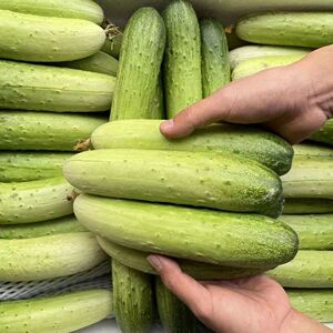 四川农家自种口口脆黄瓜土黄瓜新鲜当季蔬菜水果小黄瓜白黄瓜青瓜