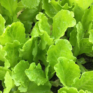 生菜苗油麦菜苗莴笋苗阳台蔬菜种植楼顶窗台庭院冬季四季盆栽种菜