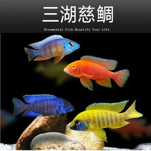 【彩鲷鱼】彩鲷鱼品牌,价格 - 阿里巴巴