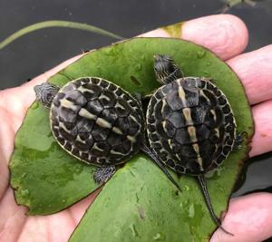 大珍珠龟花龟超大苗巨型草龟长寿可食用龟乌龟送龟粮