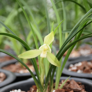 白雪冰心 阿里山素浓香春兰白素兰花矮种春季盆栽办公室绿植
