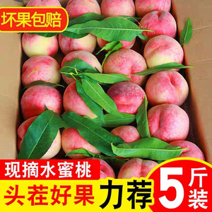 现摘新鲜桃子红美人水蜜桃10斤脆桃毛桃当季孕妇水果5斤