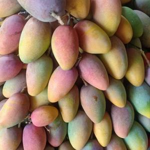 元江小贵妃芒果