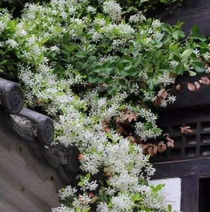 风车茉莉爬藤植物络石藤盆栽苗全年常绿易养活净化空气藤蔓花阳台