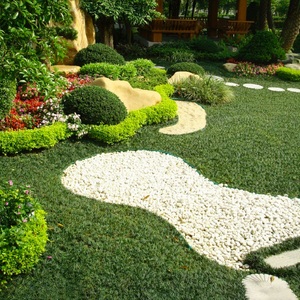 日本矮麦冬玉龙草四季青叶短麦冬草庭院耐阴地被植物冬季耐寒耐旱