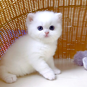 银渐层小奶猫英短