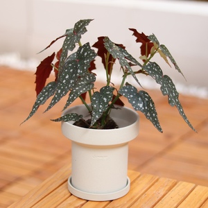 浇浇植物沙丁鱼秋海棠好养室内热植雨林