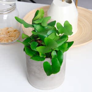心愿蕨盆栽