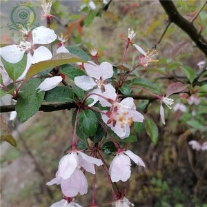 湖北海棠野海棠野花红花红茶山海棠茶海棠盆景苗老桩怪桩庭院植物