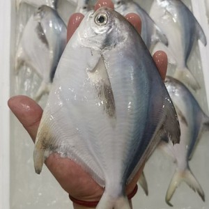 促销深海银鲳鱼250g一条东海白鲳鱼新鲜水产平鱼海鱼扁鱼北京闪送