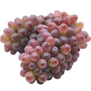 茉莉香葡萄 新鲜无籽小粒提子 郁金香 现季水果三斤 包邮坏果包赔