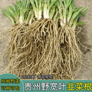 贵州深山野菜韭菜根宽叶石韭根带泥新鲜现挖观音菜根苤菜根绿植根