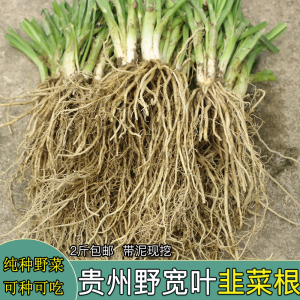 野韭菜根