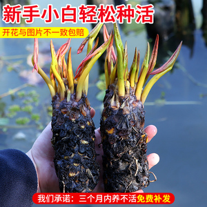 碧波庭水莲花海报-淘宝拼多多热销碧波庭水莲花海报货源拿货