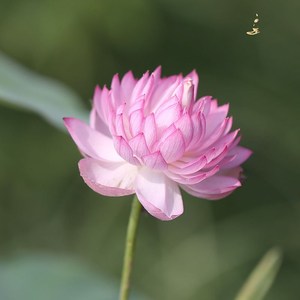 迷你《苑姜永慧》耐阴微型碗莲种藕霓裳荷花.