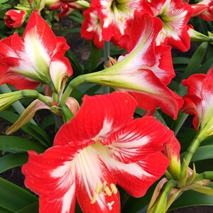 朱顶红东北女王土朱大球侧球百合盆栽东北特产