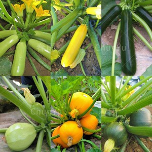 西葫芦种籽苗葫芦秧苗角瓜四季春季夏季农家各种瓜类蔬菜种子种孑