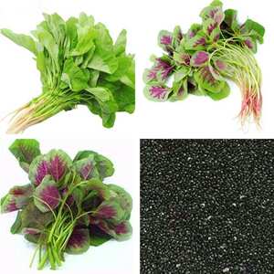 青苋菜种子包邮