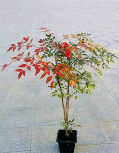 南天竺绿天竺盆栽鲜切枝水培火焰南天竹  高端客厅吊钟马醉木平替