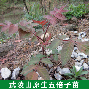 五倍子 野生盐肤木 盐肤子  五角倍 中药材树苗盆栽大型绿植包邮