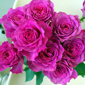 伊芙蓝宝石月季花苗衣服系列大花浓香庭院阳台盆栽花卉四季开花