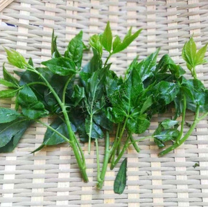 刺五加新鲜云南