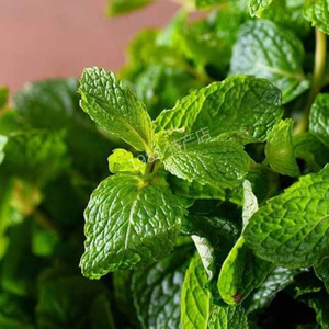 云南新鲜薄荷叶食用