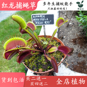 红龙捕蝇草 食虫植物食虫草捕蚊捕虫草驱蚊草红色系列大夹子品种