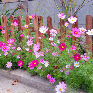 格桑花种七彩四季开花种孑室外扫帚梅花籽秋英草籽波斯菊种子种籽