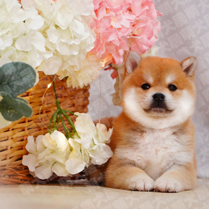 纯种柴犬幼犬双血统活体宠物狗狗公母赤柴黑白色豆柴秋田犬赛级犬