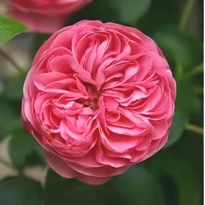 粉色达芬奇蔷薇花苗爬藤植物四季开大花浓香藤本月季花卉盆栽玫瑰