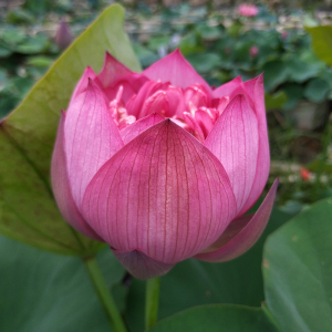 俊杰13 中大型莲藕种根苗荷花苗盆栽水养莲花家庭水培四季种藕