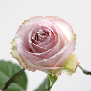 新品日月深海狂想曲月季花苗梦幻的淡紫色大花高杯切花玫瑰多季花