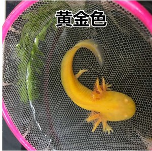 鱼粪便