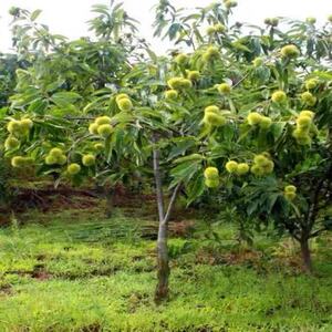 板栗树果苗嫁接特大南方北方种植迁西板栗苗树栗子苗当年结果树苗