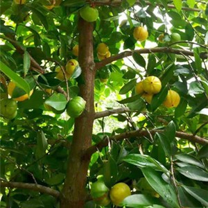 甜山竹南北方种植庭院地栽带泥杯叶子广西发货果树小浪苗木基地18