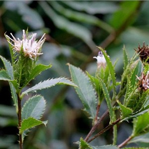野生苍术东北苍术苗植物北苍术山野菜枪头菜苗家庭盆栽花卉