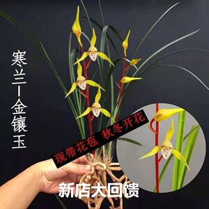 冬带花苞 寒兰 金镶玉 室内盆栽花卉兰花