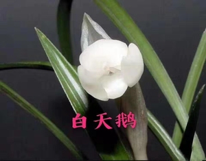 兰花阳台绿植花卉盆景 春兰名品 白天鹅 室内盆栽花卉