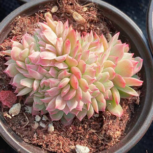 gaochen1027淘宝云南多肉 火焰杯缀化多肉植物布朗先生的古董店肉肉