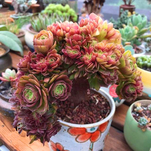 万圣节缀化稀有品种多肉植物组合盆栽萌肉肉绿植花卉大型大颗