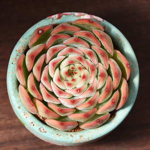 艳姬稀有品种多肉植物盆栽办公室绿植花卉防辐射新手好养