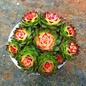 七彩观音莲群生超大稀有多肉植物阳台花卉变色防辐射肉肉